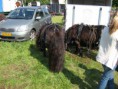 /album/menrit-04-06-2011/zeeuwse-menrit-juni-2011-002-jpg/
